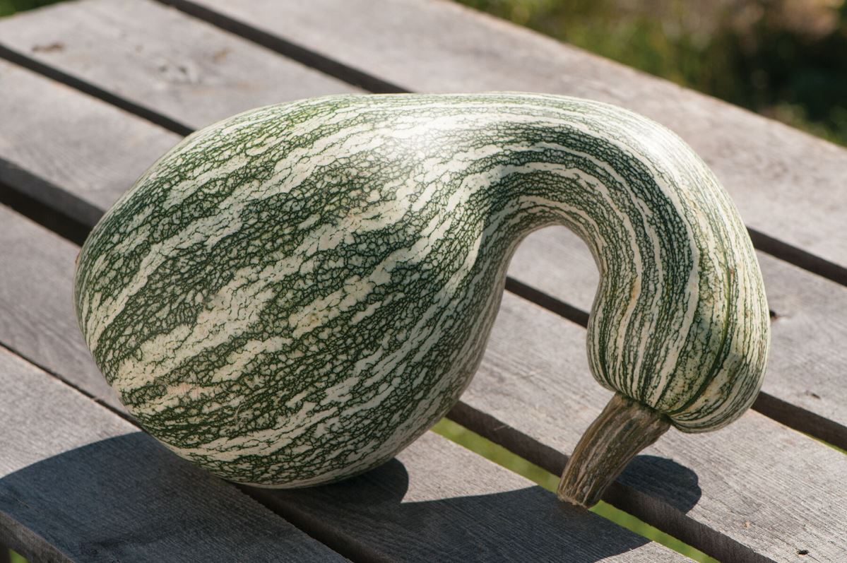 Green Striped Cushaw – Pumpkin Seed